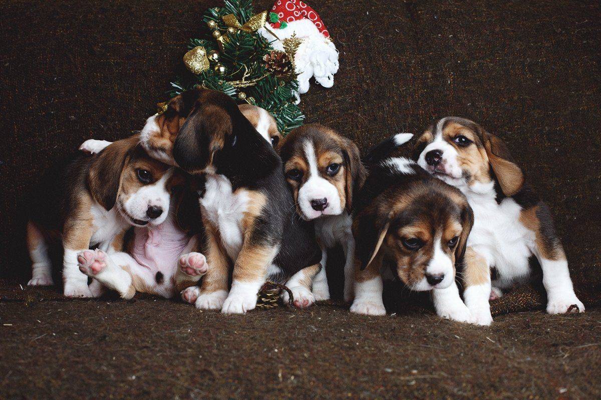 , Конев Семен