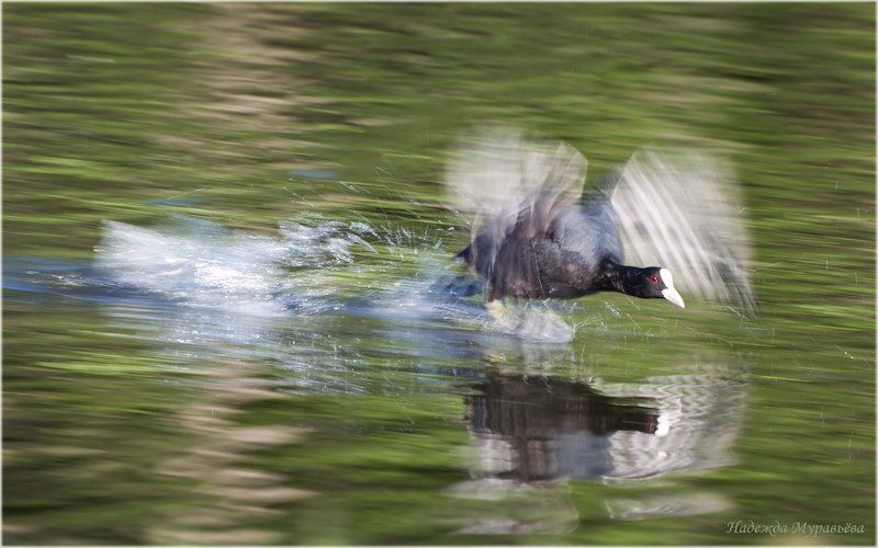 Atra, Fulica, Лысуха, Пятница, Чёрная Чёрная пятница фото превью