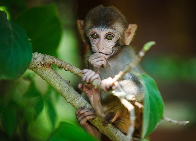 ***** фото превью