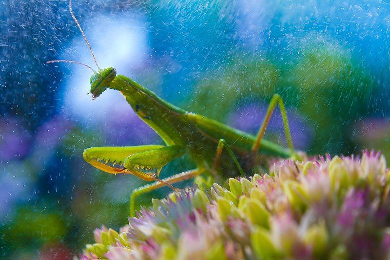 Wind, rain & summer фото превью
