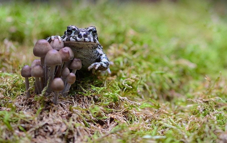 , Вячеслав Мищенко