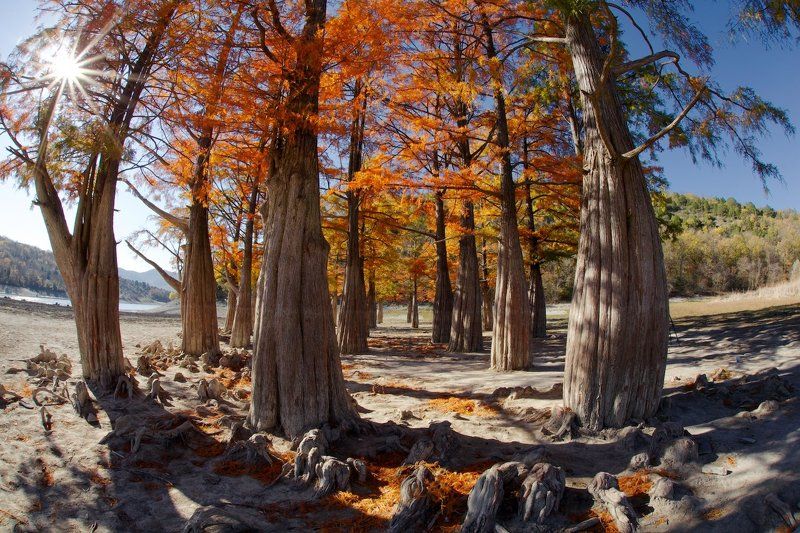 Роща болотных кипарисов фото превью