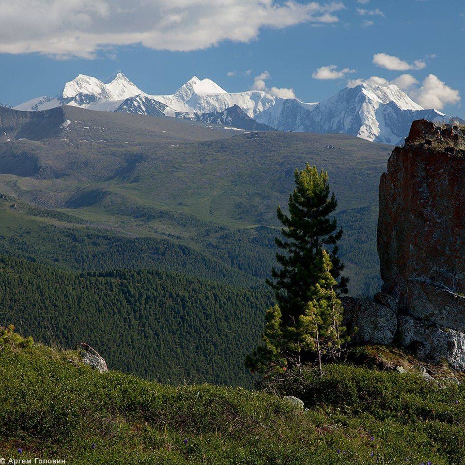 Алтай, Белуха, Камень, Кедры, Артем Головин