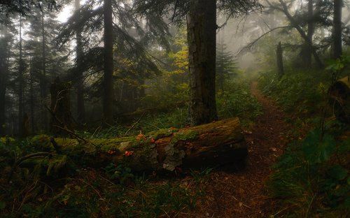 Тропою осени туманной