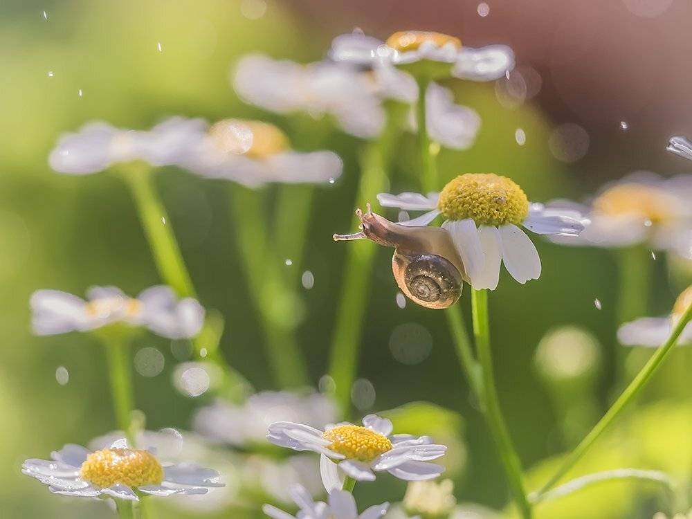 , Евгения Муравская