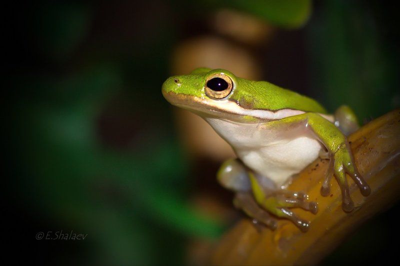 Green Treefrog ,Квакша голубая - Hyla cinerea фото превью