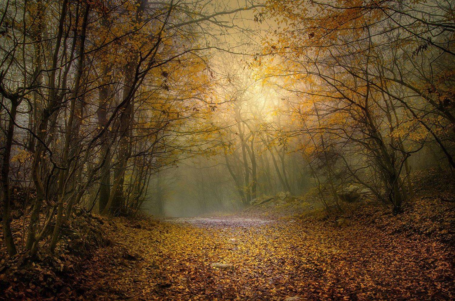 Aladja manastir, Autumn forest, Bulgaria, Fall, Varan, Albena Markova