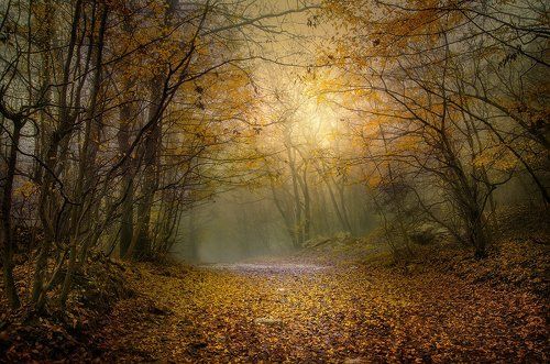 Stories from the Autumn Forest -I