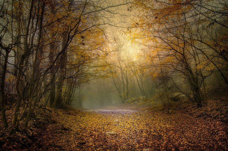 Aladja manastir, Autumn forest, Bulgaria, Fall, Varan Stories from the Autumn Forest -I фото превью