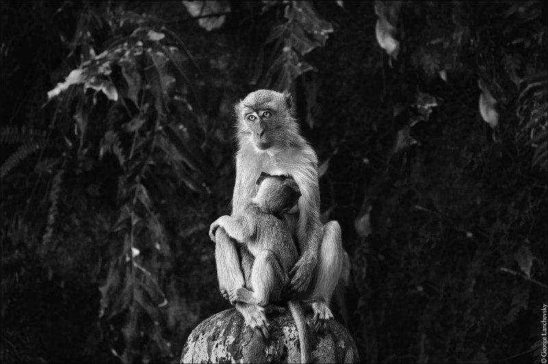 Мать фото превью