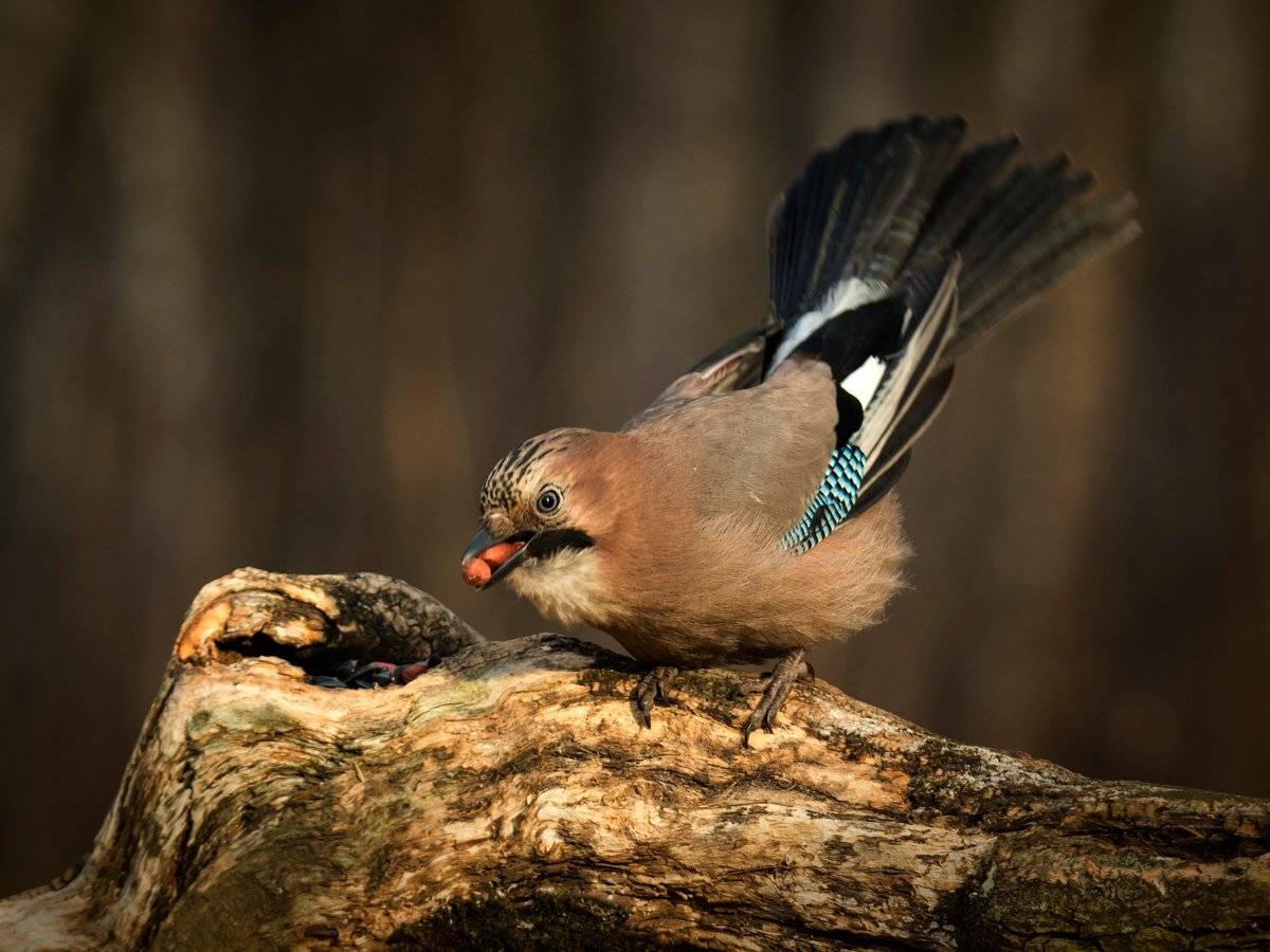 , Валерий Субачев