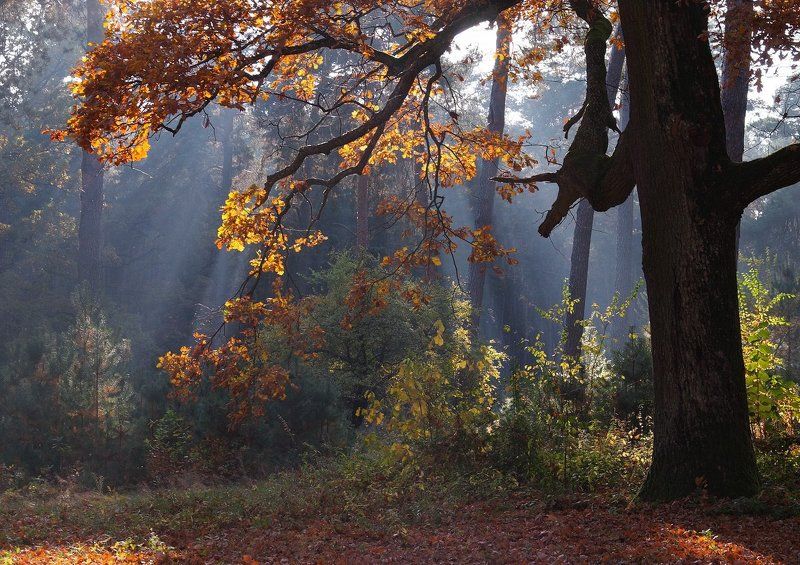 золотая пора... фото превью