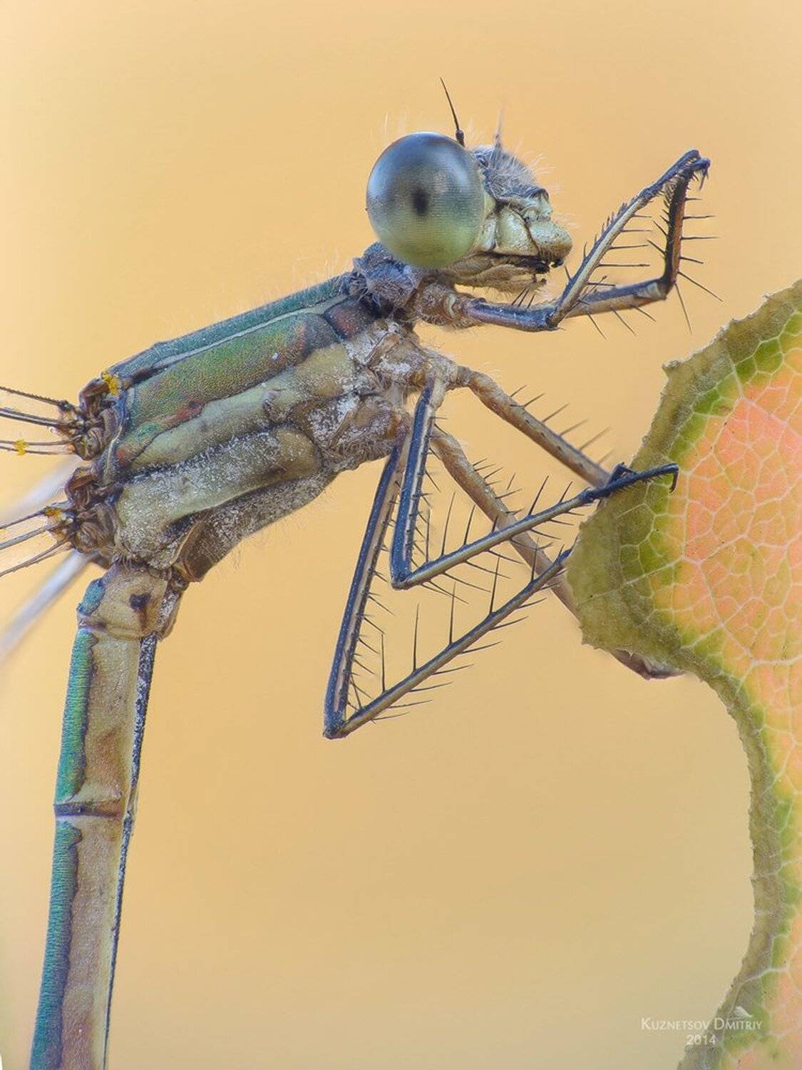 , Кузнецов Дмитрий