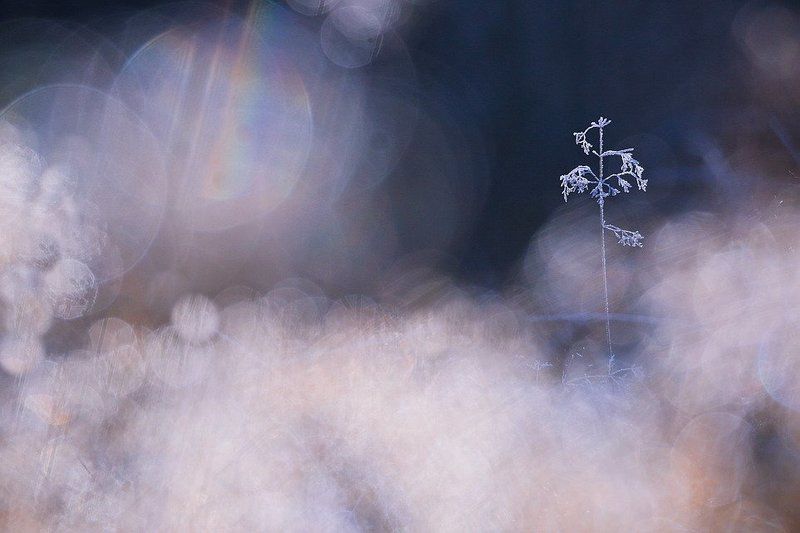 Маленькой елочке.... фото превью