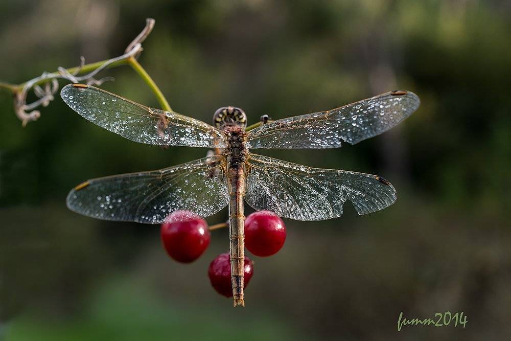 , Игорь ФУММ