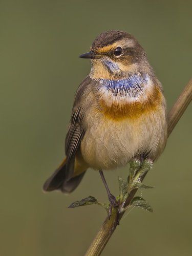 Bluethroat.