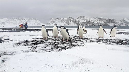 На берег вышли тоже пингвины;большие и разноцветные...!