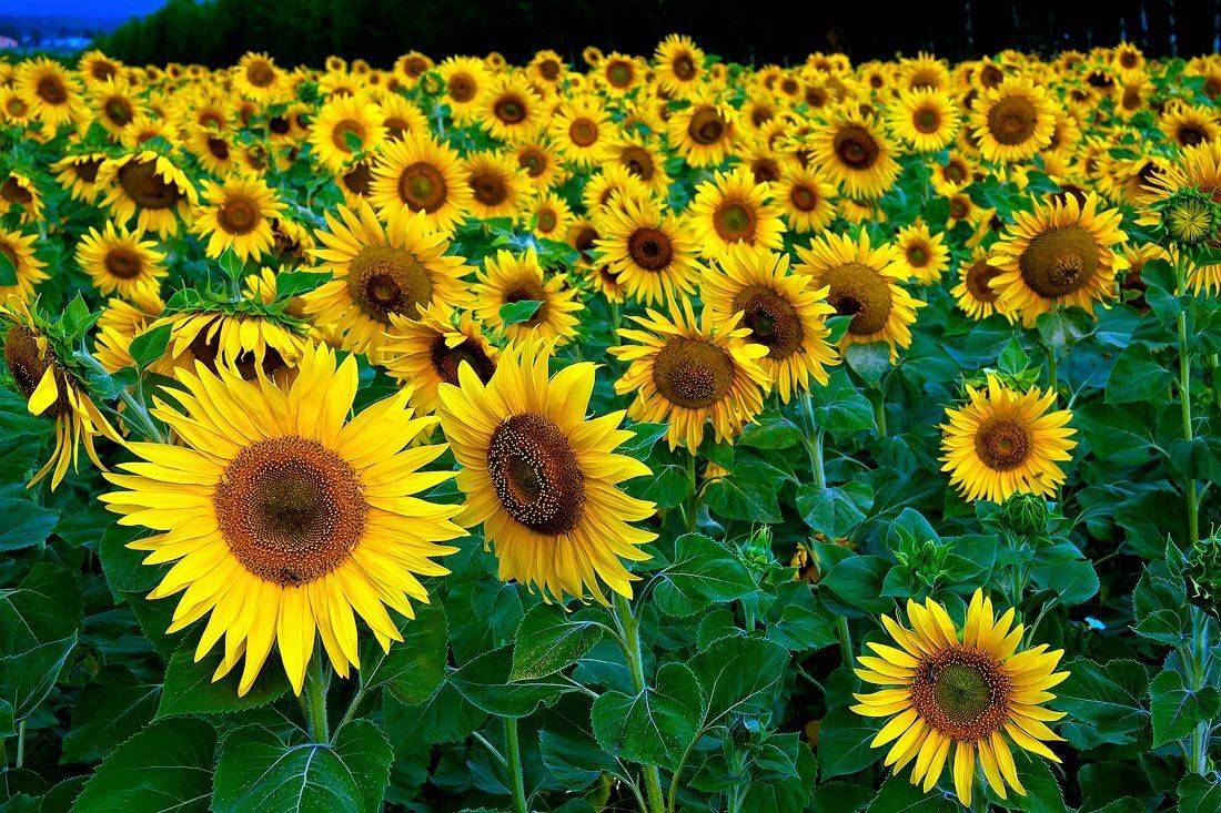 , Качурин Алексей