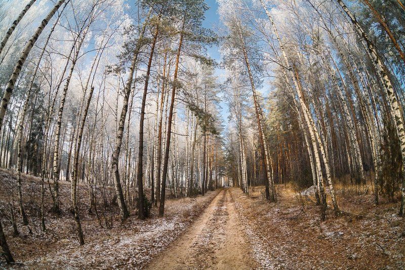 фото, солнце, лес, зима, заморозки, березы, осень Золото на голубом фото превью