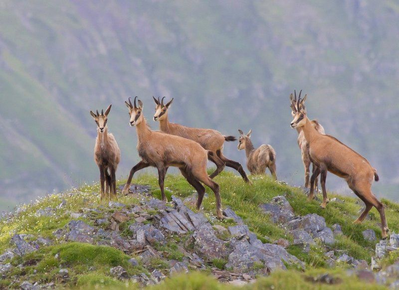 Серны фото превью