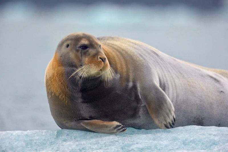 Сибарит фото превью