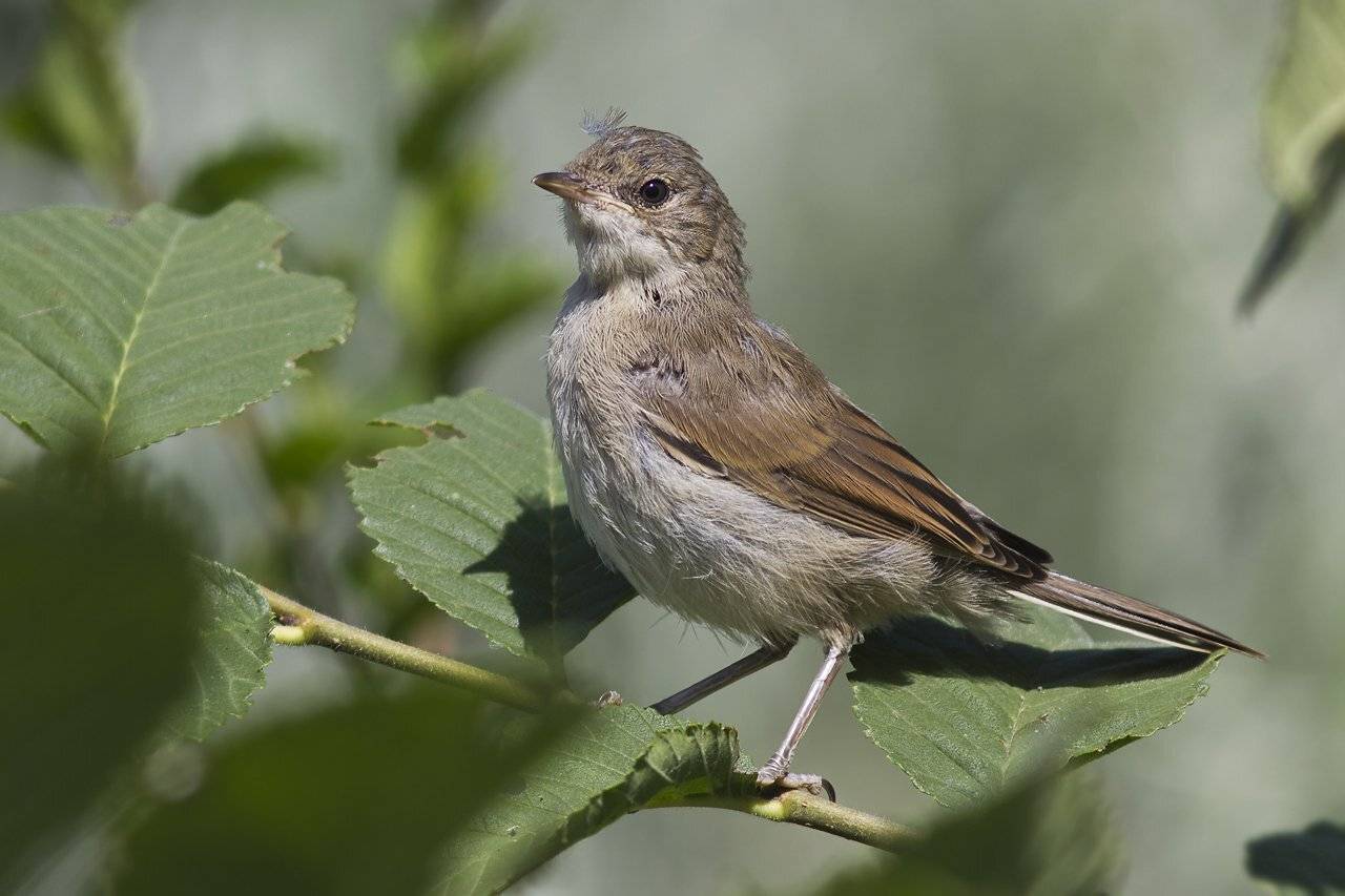 , Дмитрий Кугувалов