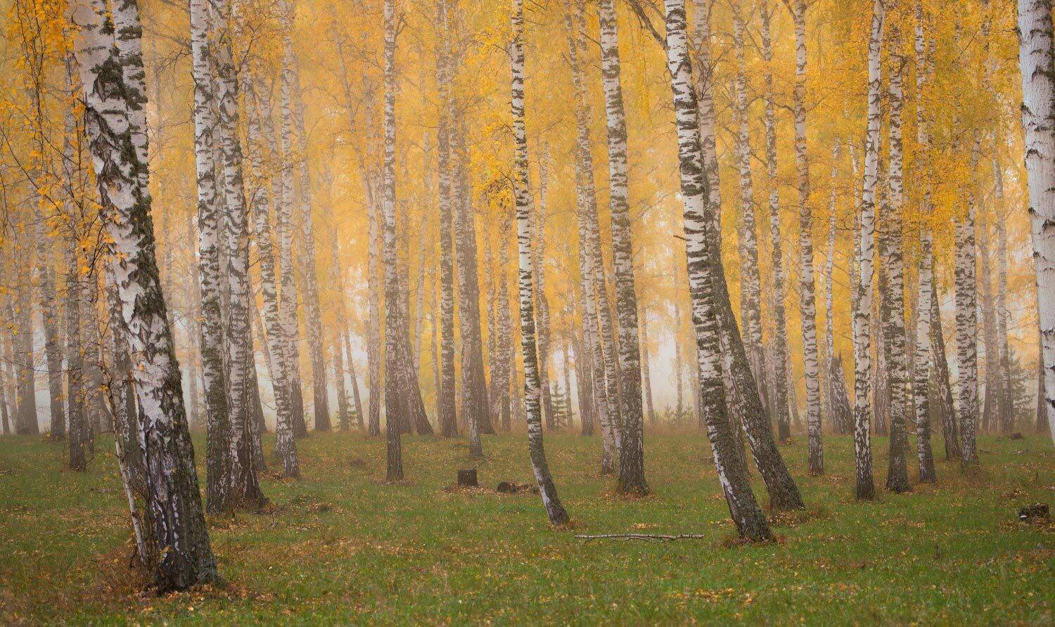 , Владимир Ляпин
