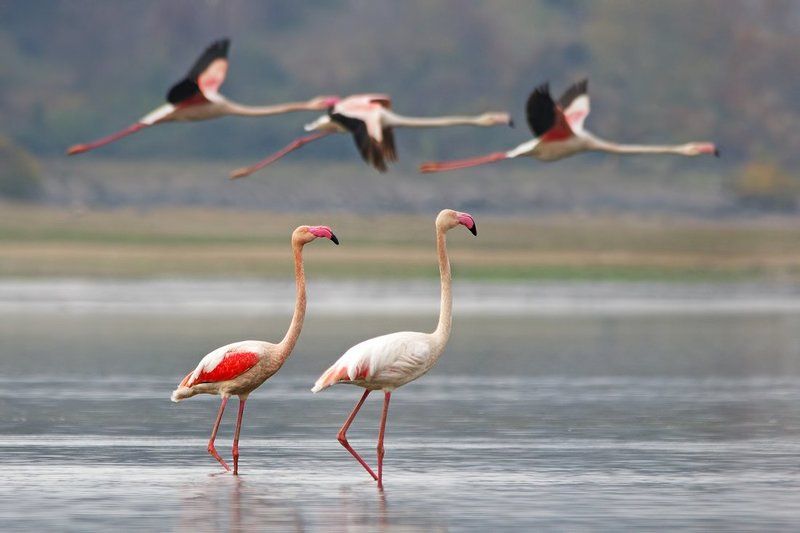 Три на две фото превью