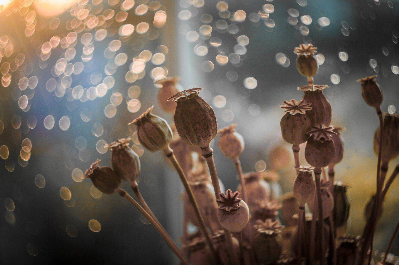 , Svoboda Andreeva