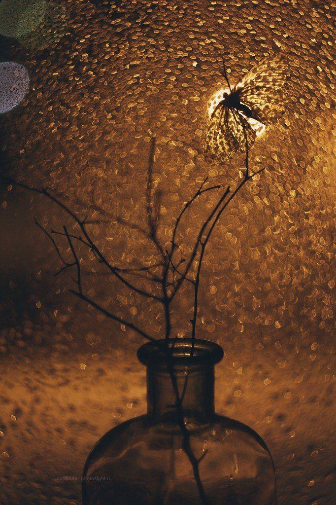 , Svoboda Andreeva