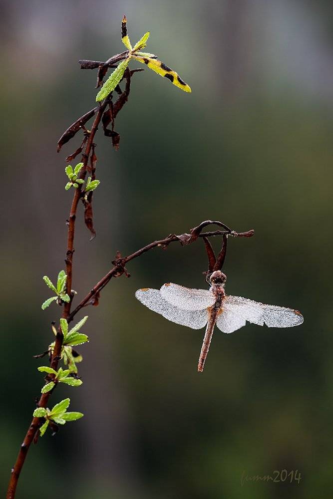 , Игорь ФУММ