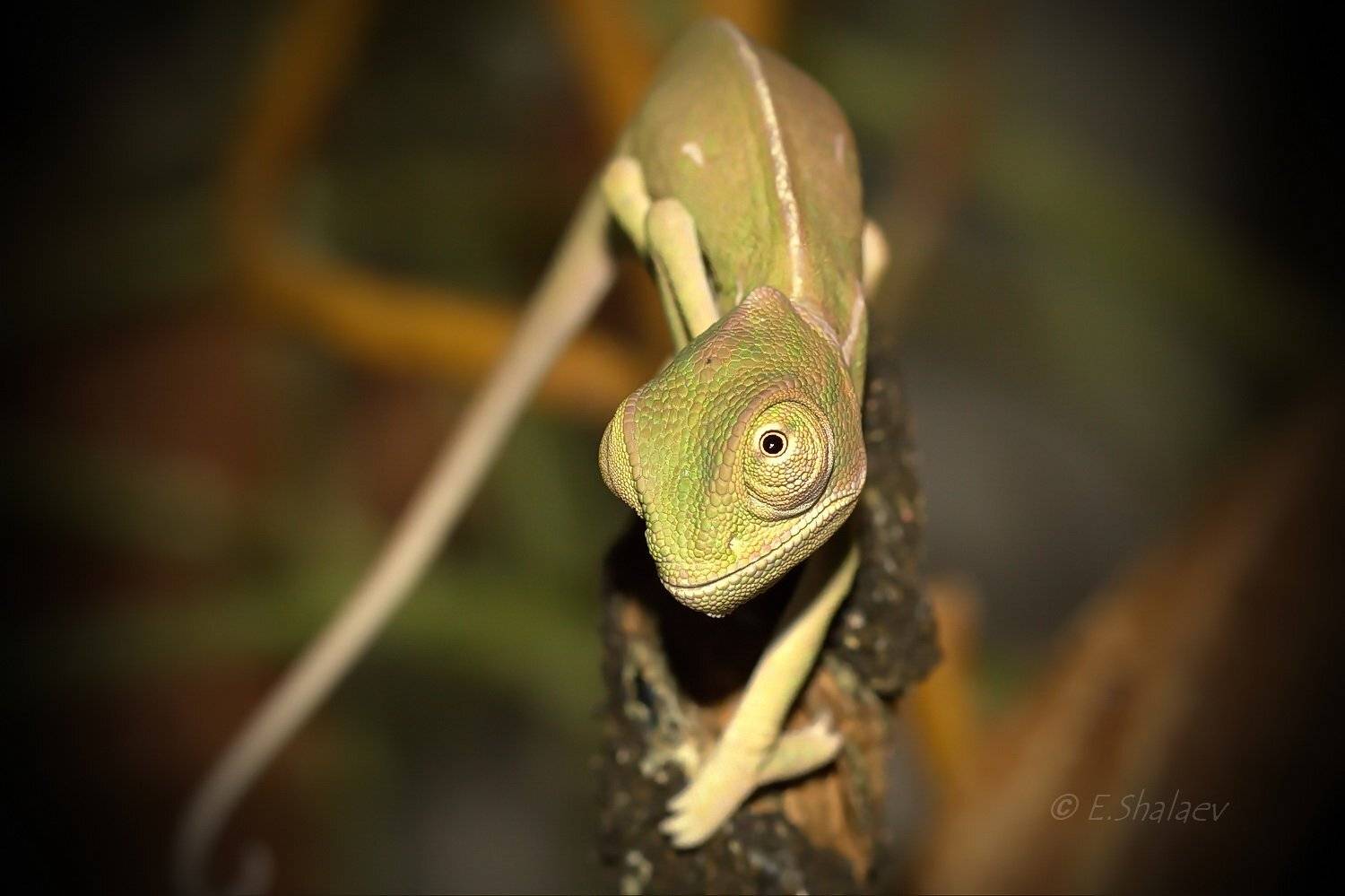Chameleon, Reptile, Veiled chameleon, Йеменский хамелеон, Рептилии, Хамелеон, Ящерица, Евгений