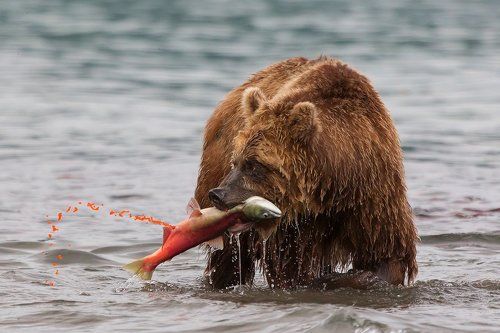 Кому икорки?