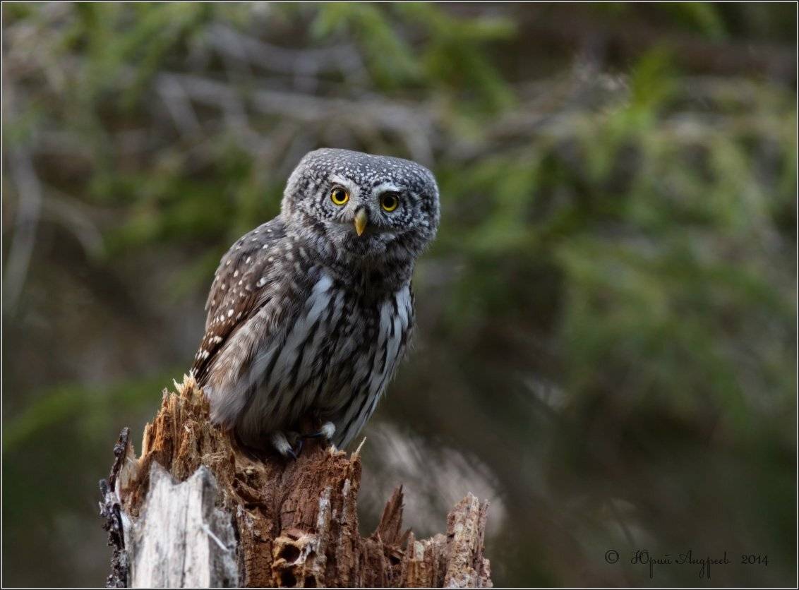 , Юрий Андреев