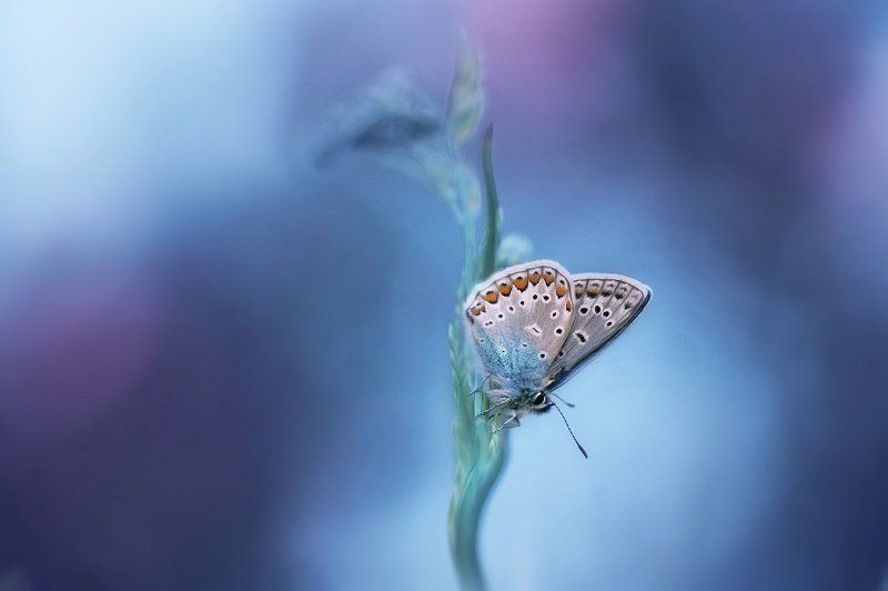 Крылышки фото превью