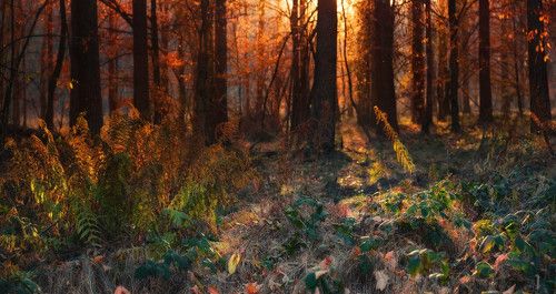 Прогулки в осеннем лесу