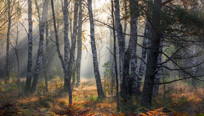 Осенним лесом надышаться фото превью
