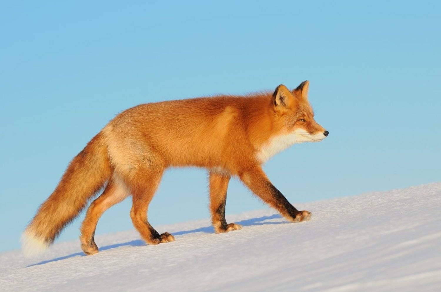Зима, Камчатка, Кроноцкий заповедник, Лиса, Лисица, Рыжая, Снег, Перевозов Александр