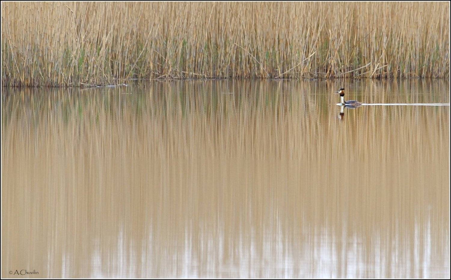 птица,большая,поганка,cristatus, Александр Чувилин