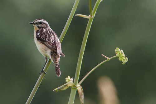 Про чеканов