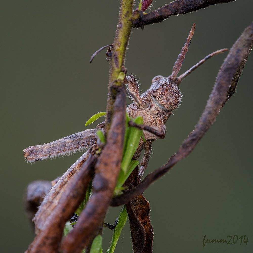 , Игорь ФУММ