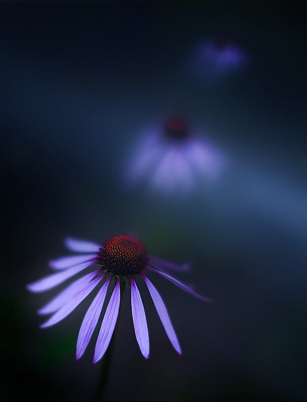 bokeh, clouse up, echinacea, flowers Эхинацеи фото превью