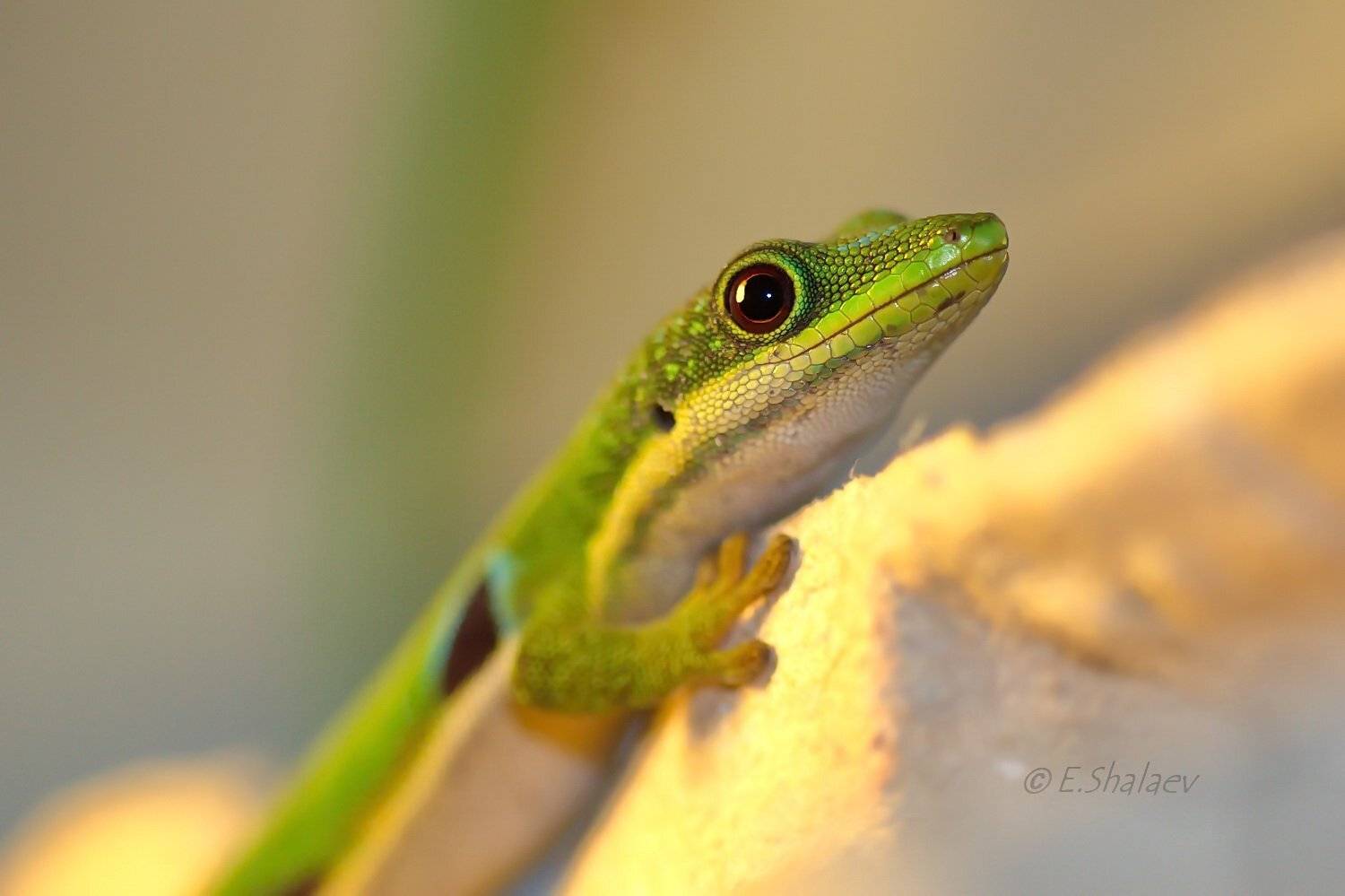 Peacock Day Gecko, Phelsuma quadriocellata, Геккон, Рептилии, Фельзума, Ящерица, Евгений