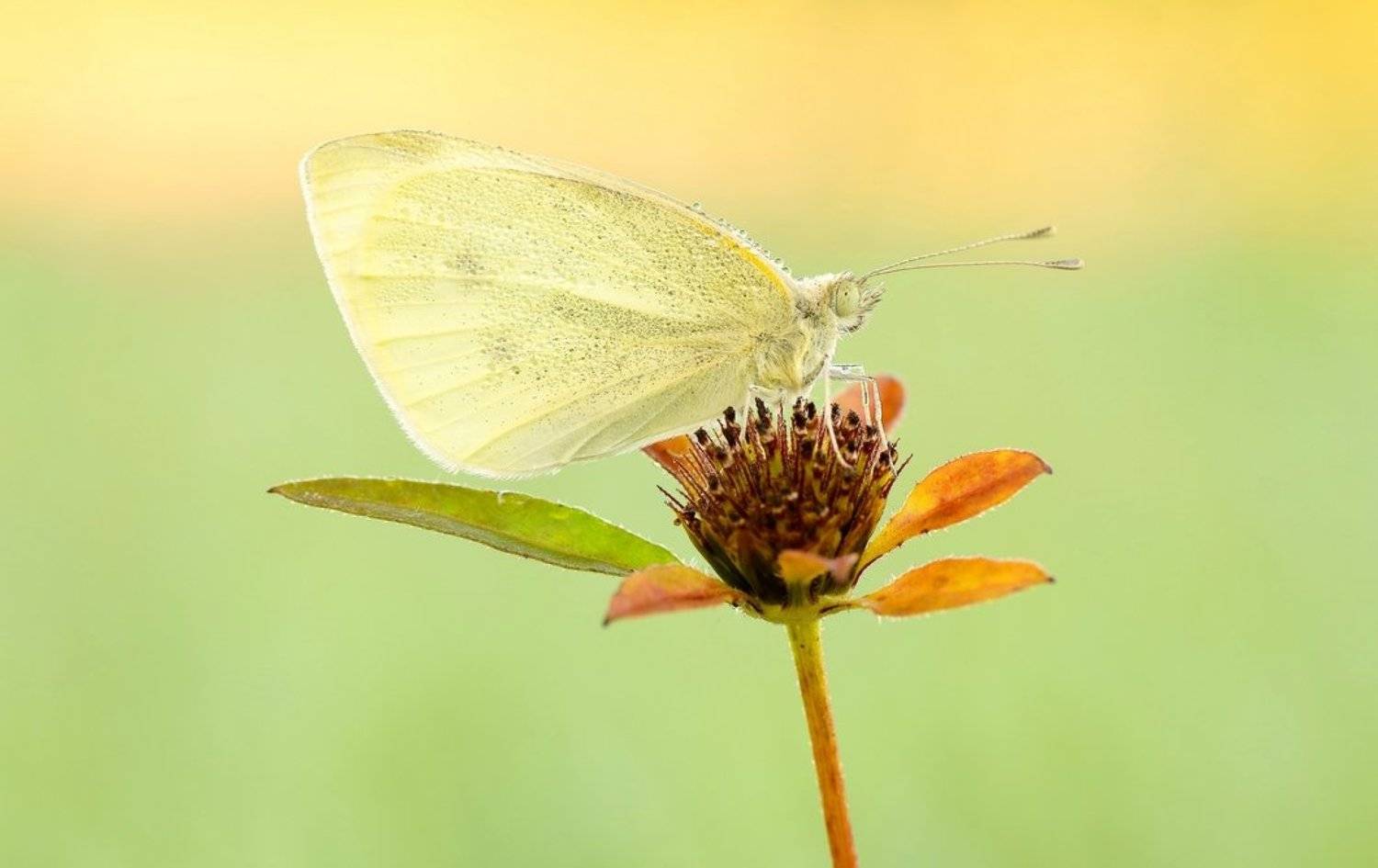 , Zbyszek  Walkiewicz