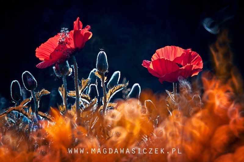 Makiem zasiało... фото превью