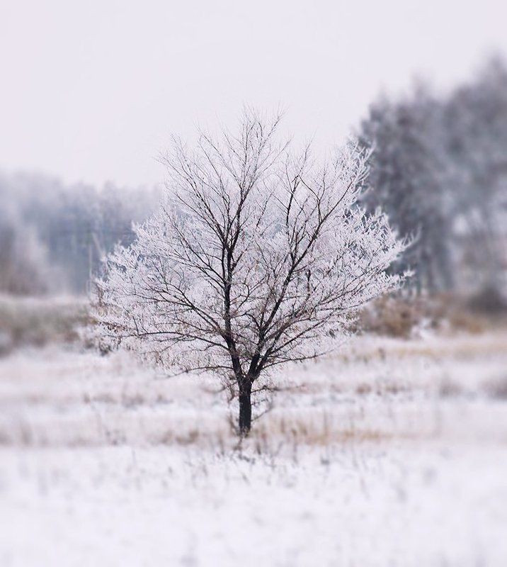 Forest, Minimalism, Russia, Snow, Tree, White, Winter, Деревья, Зима, Иней, Лес, Минимализм, Омск, Омская область, Россия, Сибирь, Снег Снежная серия фото превью