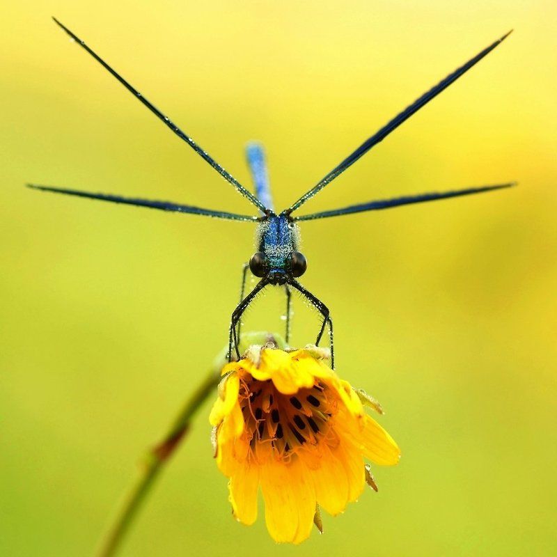 ):( фото превью