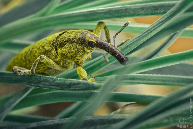 долгоносик, слоник, жук, макро, природа, насекомые ДолгоноС фото превью