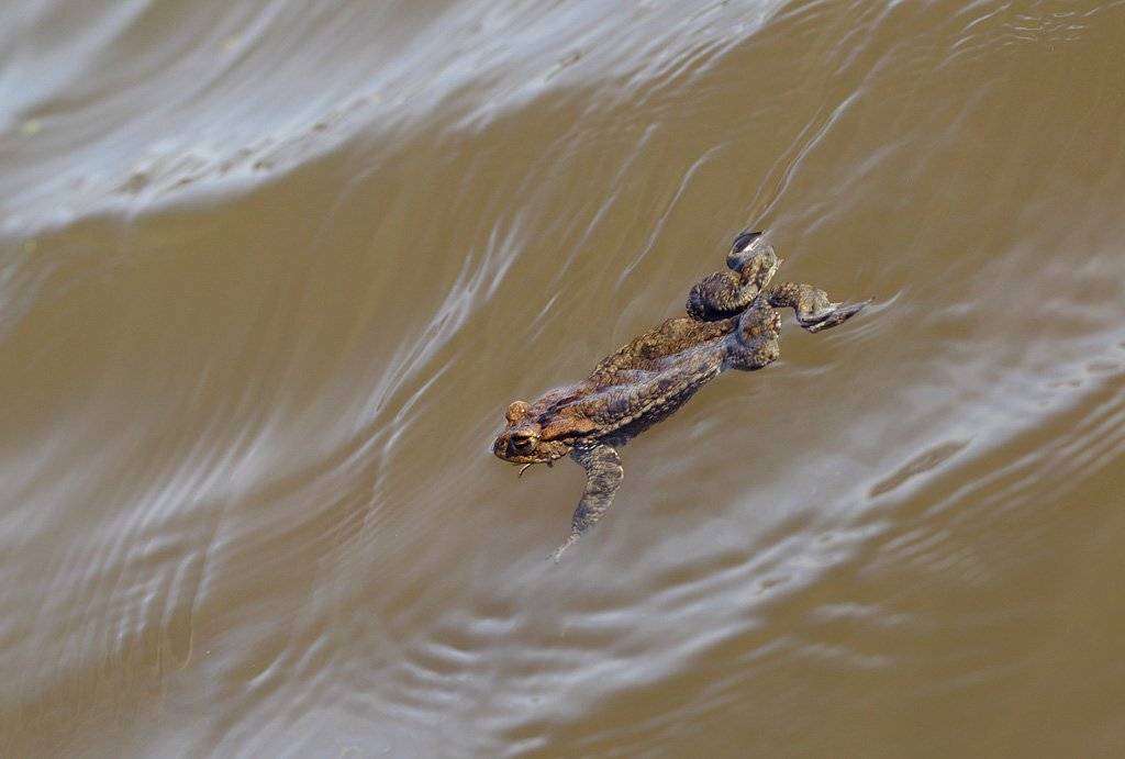 , Сергей Таланов