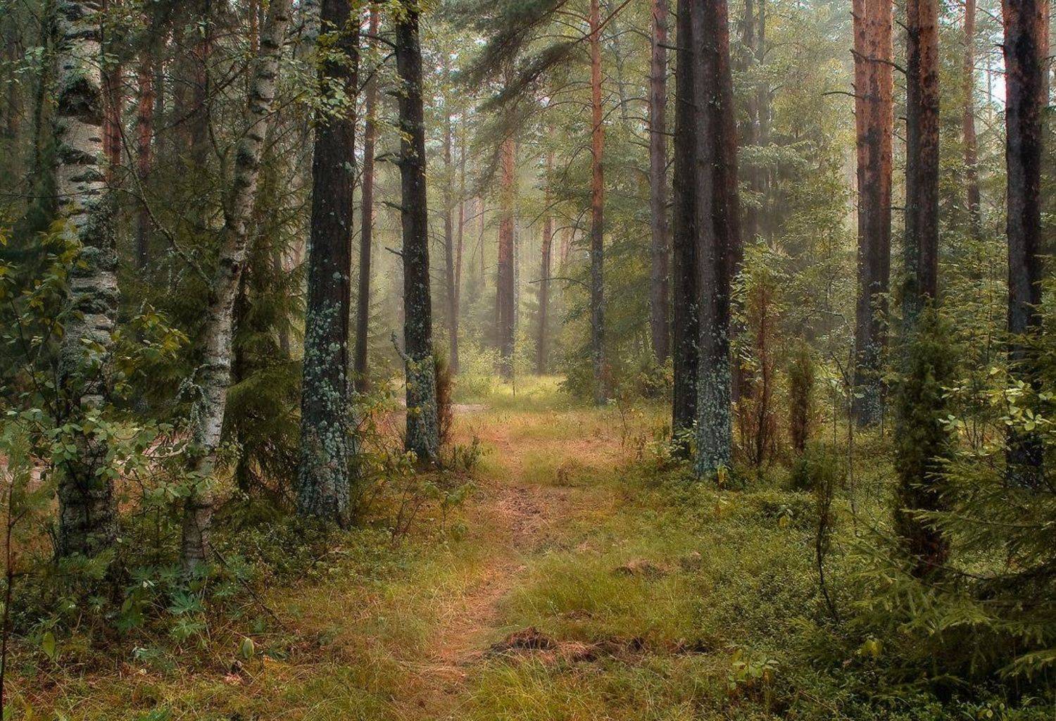 , Дмитрий Алексеев